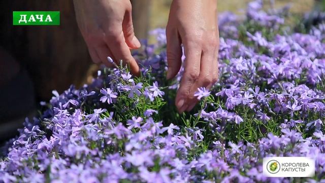 ФЛОКС ШИЛОВИДНЫЙ - посадка, уход, размножение смотреть онлайн