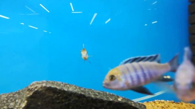 Отофаринкс тетрастигма (Otopharynx tetrastigma). смотреть онлайн
