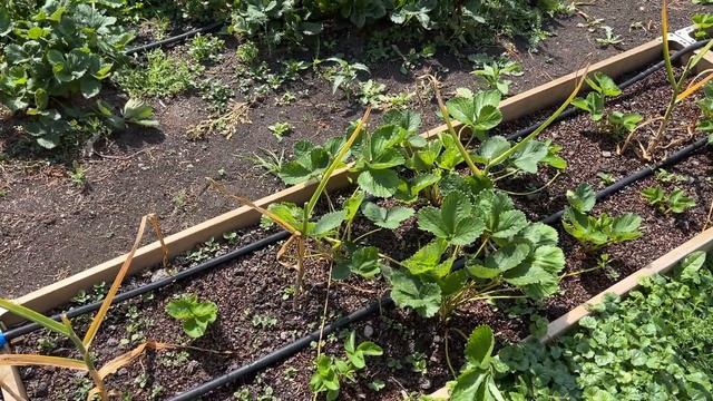 Мы лошары! Заплатили и не взяли! Забыли погрузить дерево! смотреть онлайн