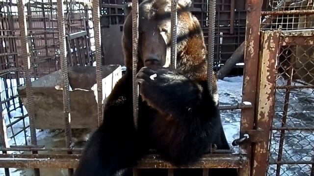 Как правильно кормить медведя! =))) смотреть онлайн