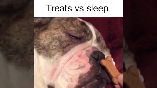Спящие собаки / Sleeping Doggos смотреть онлайн