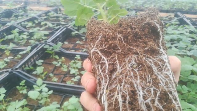 Саженцы малины Пшехиба смотреть онлайн