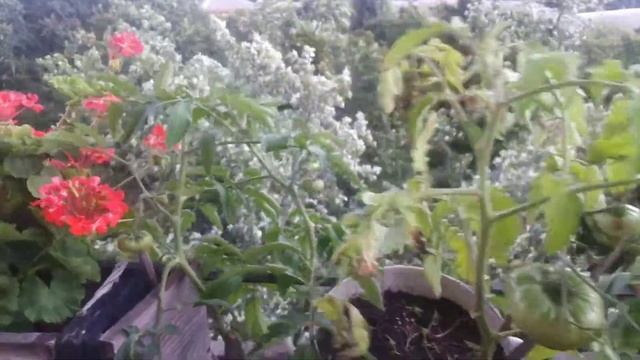 Мои помидоры на балконе, томаты в условиях закрытого грунта в ведрах смотреть онлайн