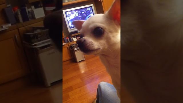 Чихуахуа разговаривает. Chihuahua talking смотреть онлайн
