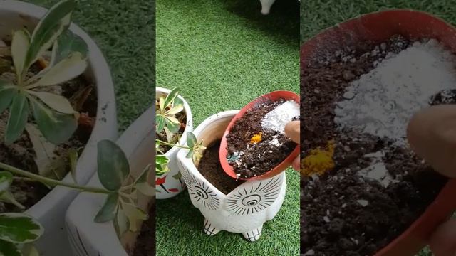 Grow Schefflera Plant from cutting #plant #monsoon #propagation смотреть онлайн