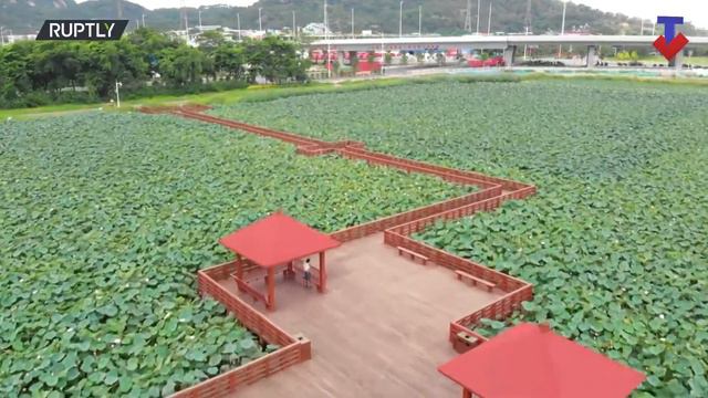 This Lotus Pond came straight out of Chinese Period Drama смотреть онлайн
