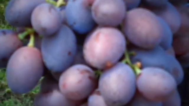 Виноград "торнадо" г.ф. Калугина В.М. 4 августа 2018г. смотреть онлайн