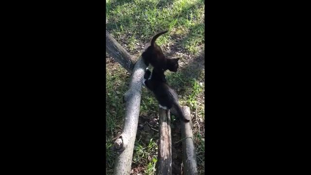 Красивые котята отдам в добрые руки бесплатно с доставкой! смотреть онлайн