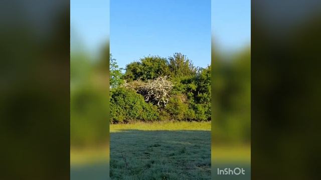 Lesser Whitethroat - an unmistakable call we can all learn смотреть онлайн