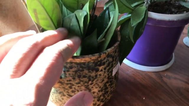 Мои Хои Карноза. Укоренение Хои в воде. Отличный результат! смотреть онлайн