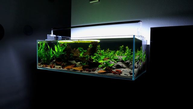 Aquarium water turned BROWN (ADDING BOTANICALS) | EP2 BLACKWATER AQUARIUM смотреть онлайн