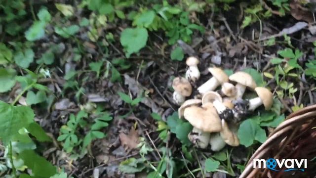 Шампиньоны, трутовики чешуйчатые. Рядовки майские. Грибы в мае! Курская область. смотреть онлайн