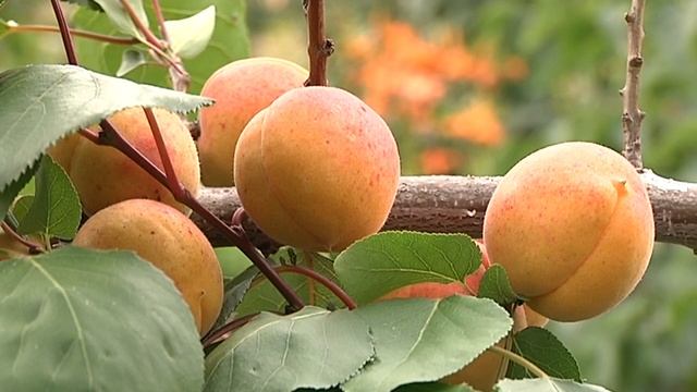 Зеленый участок.Абрикосы на Урале смотреть онлайн