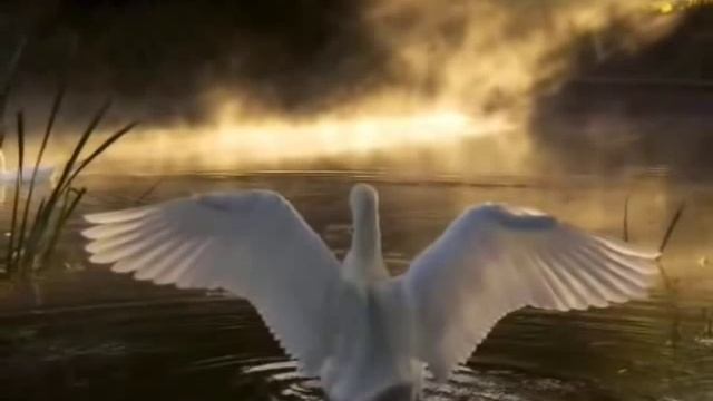 Айгүл Үлкенбаева - Аққу