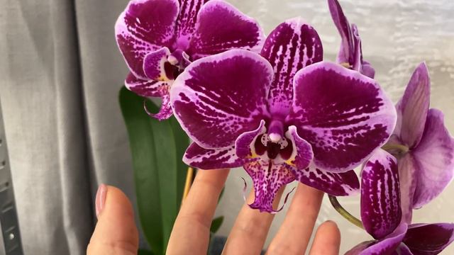 Phal. Fortune teller, перше домашнє цвітіння смотреть онлайн