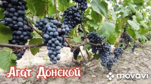 Виноград Агат Донской