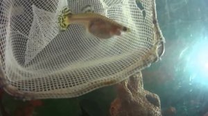 Гуппи, как определить роды гуппи/ Guppies how to determine birth guppy