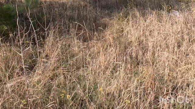18.11.Анапа.Рыбы нет, нарвали грибов. смотреть онлайн