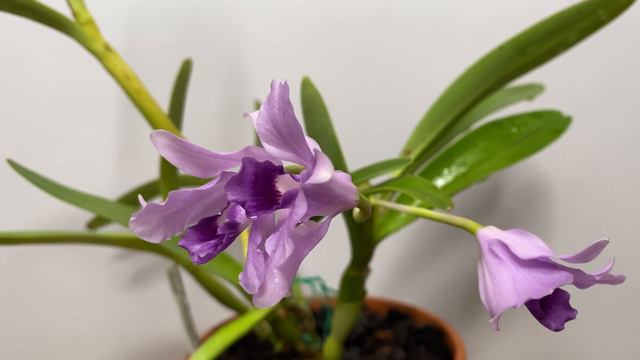Цветение Cattleya Bowringiana Coerulea