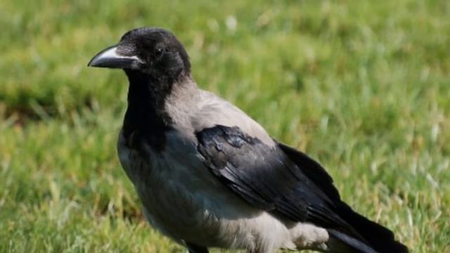 Факты о воронах. смотреть онлайн