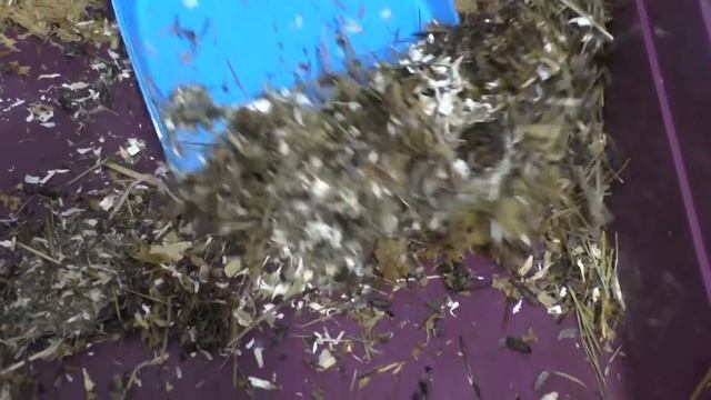 Уборка в клетке морских свинок смотреть онлайн