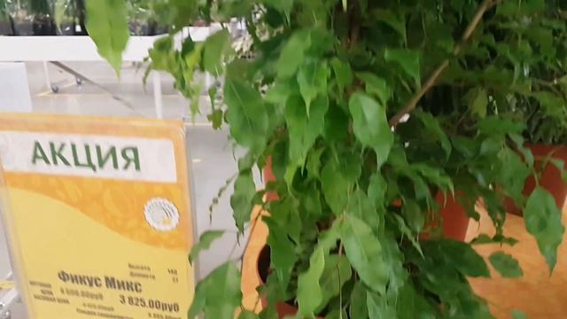 Хойя линеарис, мурдания брайт стар, бегония вигхти, фикусы, арека... смотреть онлайн