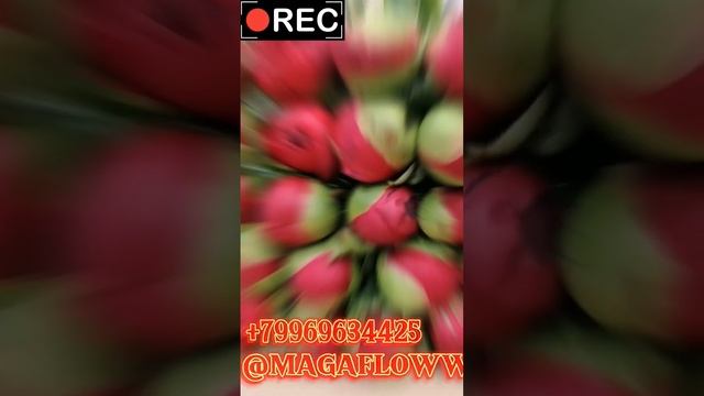 пиона в наличии смотреть онлайн