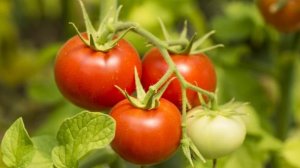 Томат сорта Джина