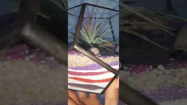 Флорариум с атмосферной тилландсией смотреть онлайн