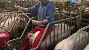 Искусственное осеменение свиней = Дания
