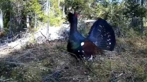 Птицы Пермского края