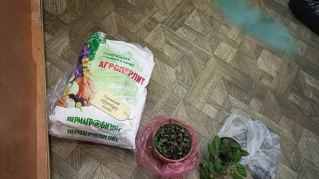 Хойя. Новинки. смотреть онлайн