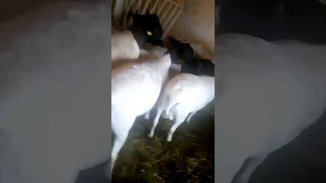 Овцы породы дорпер смотреть онлайн
