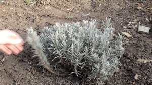 ЛАВАНДА Первая обрезка весной