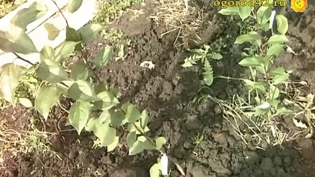 Саженцы в дерне смотреть онлайн