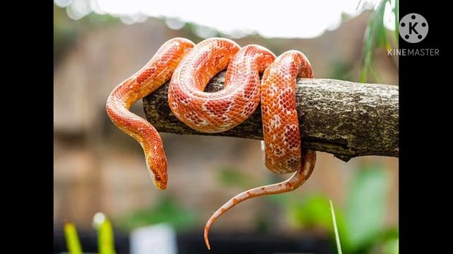 Top 20 Legal Exotic Animals in India смотреть онлайн