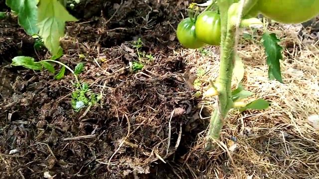 Важнейшие подкормки для томатов в момент налива плодов. Уход за томатами в теплице. смотреть онлайн