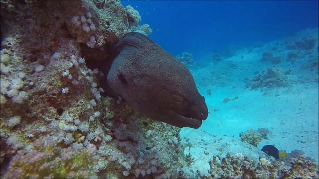 Приятное Путешествие по Египту * Красота Красного Моря * Яхта * Пляж * Рыбы смотреть онлайн