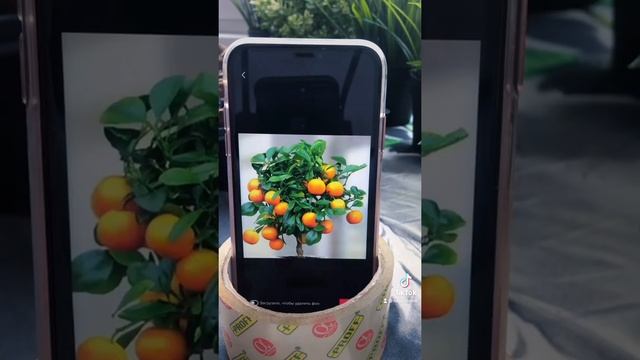 Туториал Как вырастить дерево мандарин дома смотреть онлайн