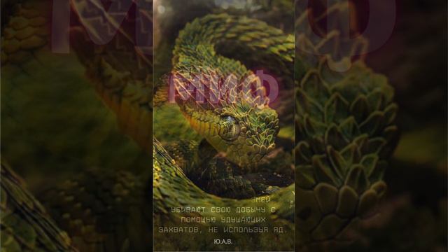 Мифы и факты о ядовитых змеях смотреть онлайн