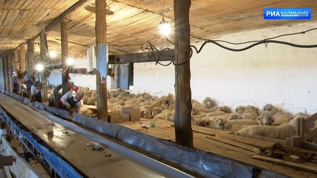 В центре внимания. Племзавод Улан Хееч. 07 07 2022