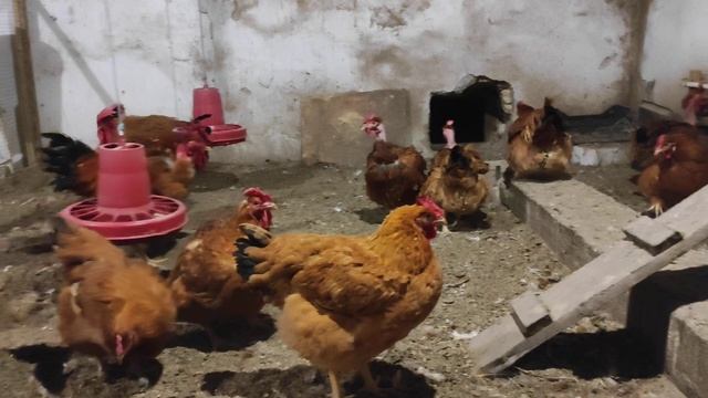 Куры с короткими ногами, к нам попали Фокси Чик. смотреть онлайн