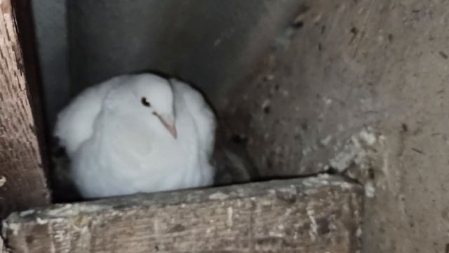 ПОЧТОВЫЕ ГОЛУБИ ?️?️. ЧТО ЕСТЬ НА ДАННЫЙ МОМЕНТ. 14.05.2022. смотреть онлайн