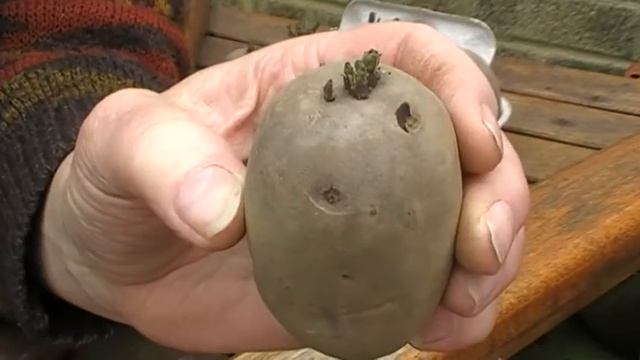 How to prepare potatoes for planting - chitting - pre sprout - seed potatoes. смотреть онлайн