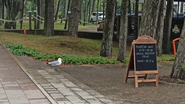 Паланга, жизнь в санатории || Vlog