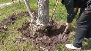 Как в ручную выкорчевать дерево