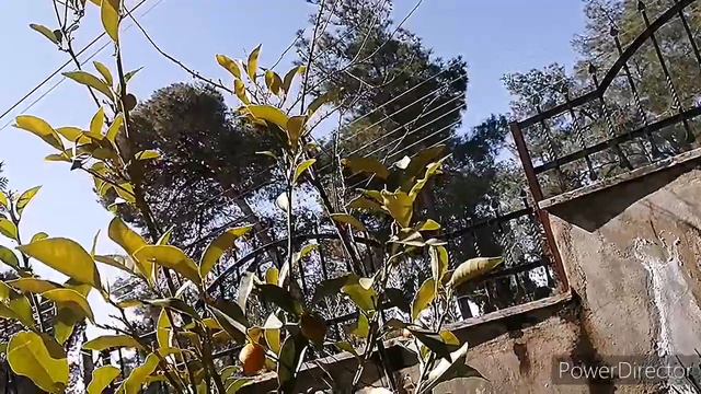 Kumquat🍊кумкват смотреть онлайн