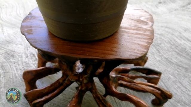 Sempervivum tectorum | SiempreViva смотреть онлайн