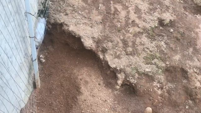 Окролы кроликов в норе, в вольере. Содержание и размножение кроликов. Мои кролики. Дачная Жизнь ТВ. смотреть онлайн