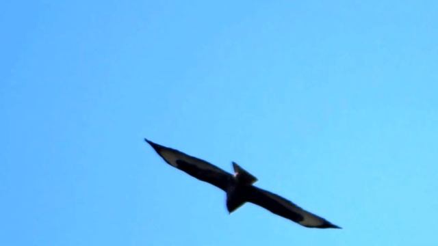 myszołów (Buteo buteo), Common Buzzard, Mäusebussard, Обыкновенный канюк смотреть онлайн